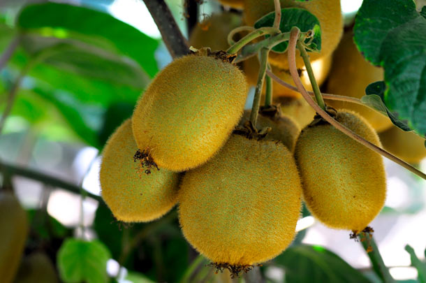 Kiwis am Baum