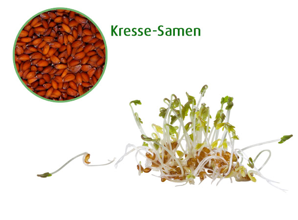 Kressesamen und Kressesprossen
