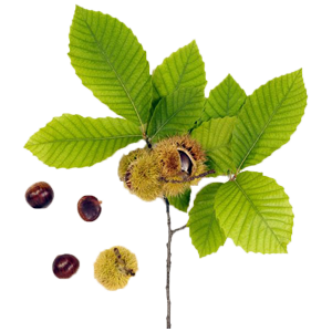 Marroni