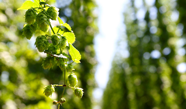 Hopfen fördert das Einschlafen.