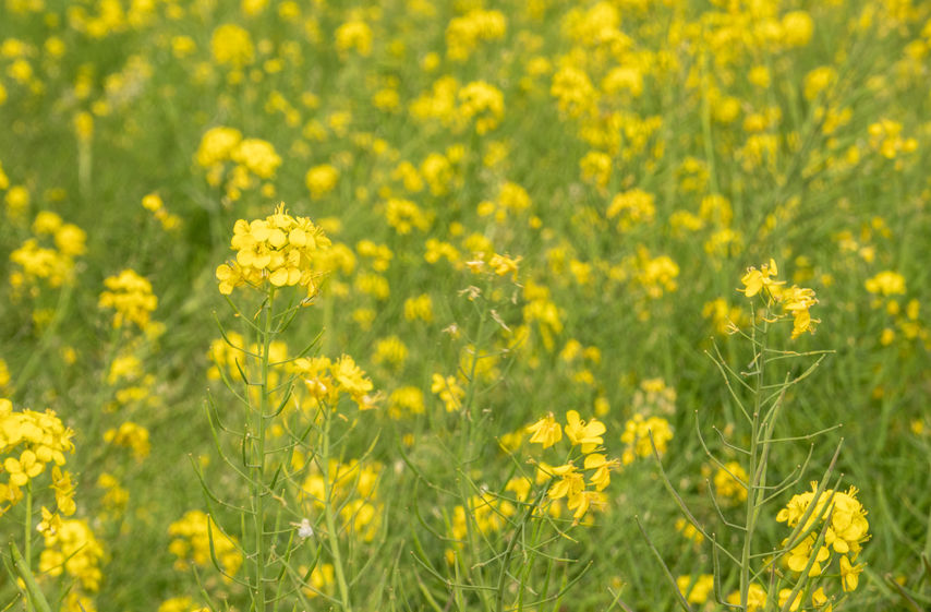 Senfblüten
