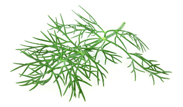 Die Bitterstoffe im Dill regen den Stoffwechsel und die Fettverdauung an. Das enthaltene Kalium schwemmt überschüssiges Wasser aus dem Körper.