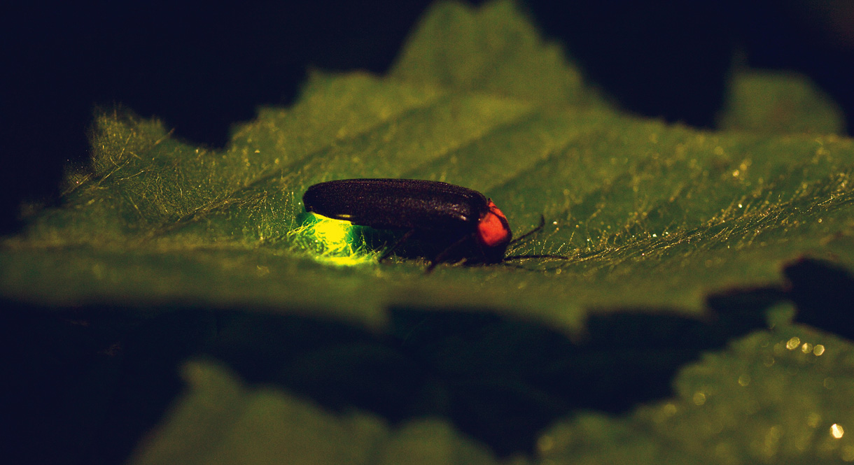Une luciole femelle sur une feuille. Son derrière brille de mille feux.