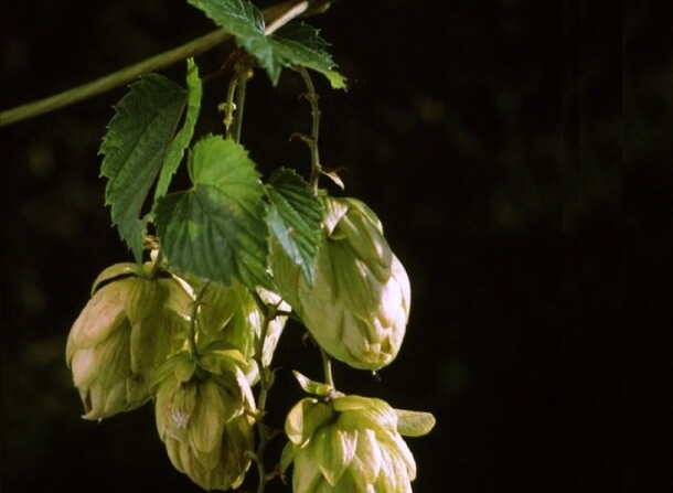 Humulus Lupulus Hopfen