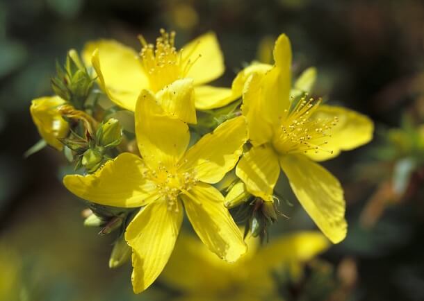 Hypericum Perforatum Johanniskraut