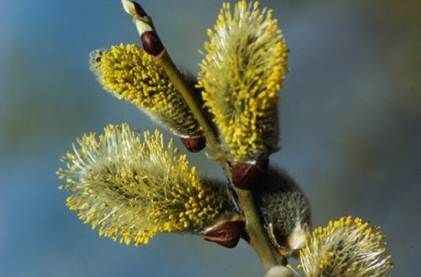 Salix Alba Silberweise