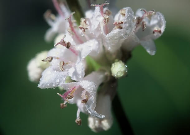 Vitex agnus-castus